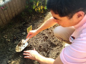 野菜の種まき